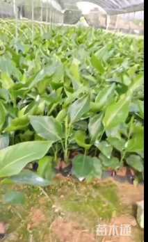 高度50厘米天堂鸟