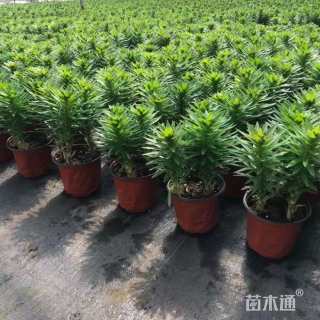 高度40厘米百合