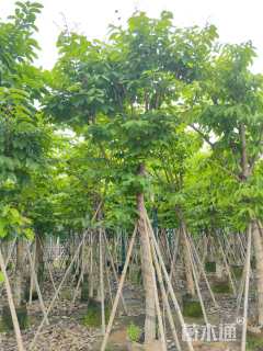 12公分大叶紫薇