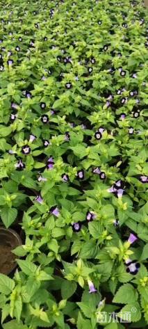 高度10厘米夏堇