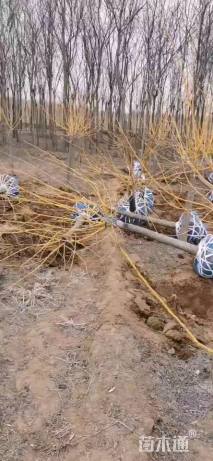 6公分矮杆金枝槐