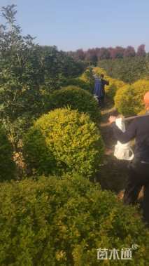 冠幅80厘米亮晶女贞球