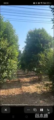 高度400厘米丛生大叶女贞