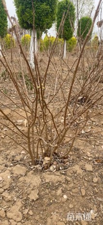 高度100厘米木绣球