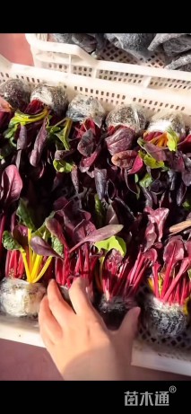 高度10厘米红叶甜菜