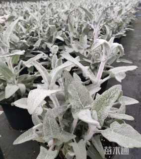 高度35厘米冰刃鼠尾草