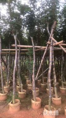 5公分黄花风铃木