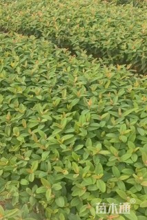 高度30厘米金丝桃