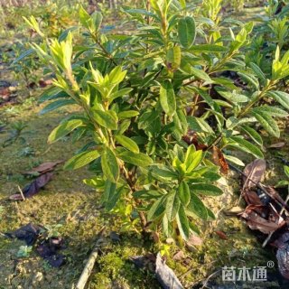 高度40厘米毛鹃