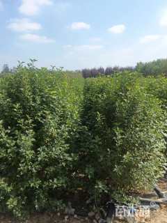 高度150厘米丛生木槿