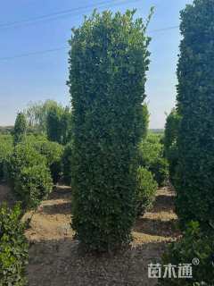 高度230厘米大叶黄杨柱