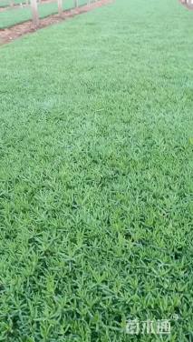 高度20厘米太阳花