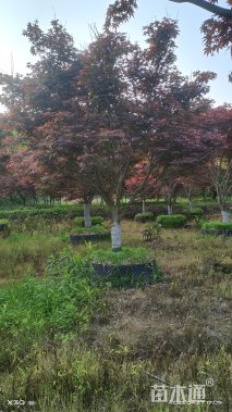 10公分红枫