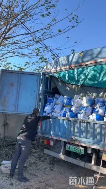 高度30厘米地中海荚迷