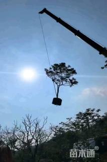 12公分紫花风铃木