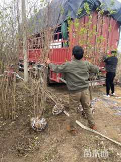 高度100厘米丛生金银木