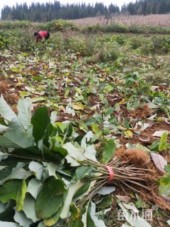 高度30厘米厚朴小苗