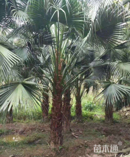 裸干高280厘米蒲葵