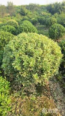 冠幅100厘米金边黄杨球