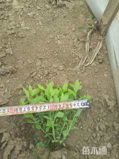 高度30厘米金山绣线菊