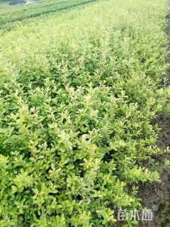 高度50厘米火棘