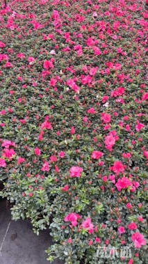 高度22厘米西洋杜鹃