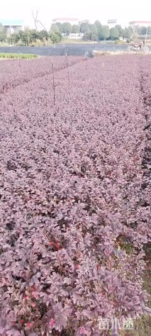 冠幅30厘米红花继木球