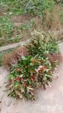 30公分红叶石楠