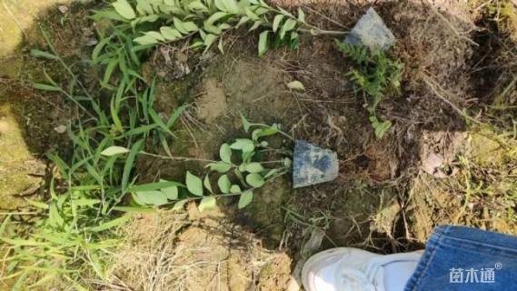 高度35厘米金森女贞