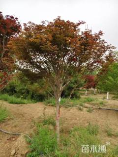 10公分日本红枫