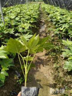 高度35厘米八角金盘