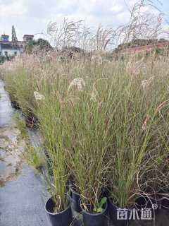 高度70厘米细叶芒