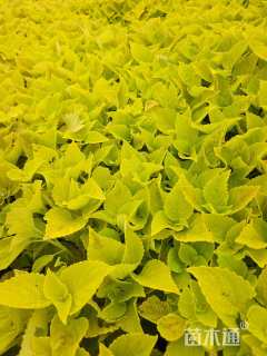 高度25厘米彩叶草