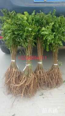 高度100厘米紫穗槐