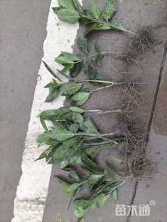 高度50厘米洒金珊瑚