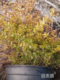 大杯苗亮晶女贞小苗