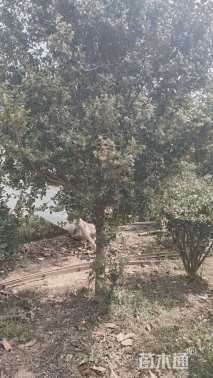 高度80厘米瓜子黄杨