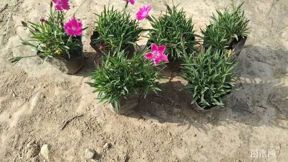 高度10厘米欧石竹