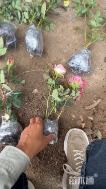 高度100厘米月季