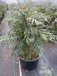 高度40厘米十大功劳