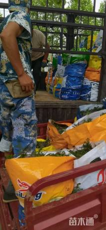 高度10厘米鼠尾草