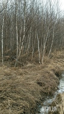 白桦