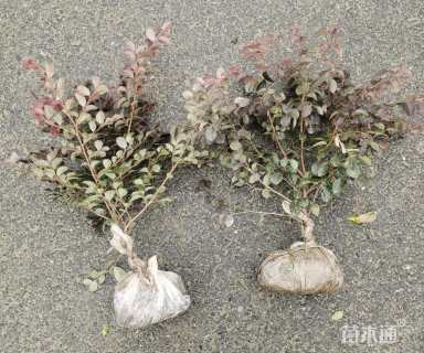 高度40厘米红花继木