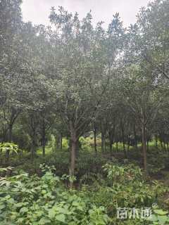 12公分红叶石楠