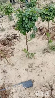 1公分小青杆树状月季