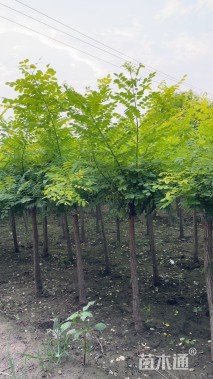 5公分矮接金枝槐