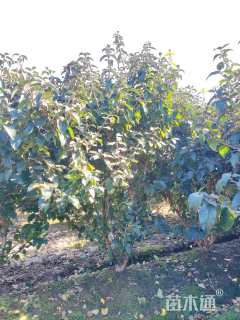 高度180厘米木绣球