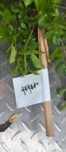 120厘米藤本月季