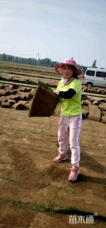 A-精品高羊茅