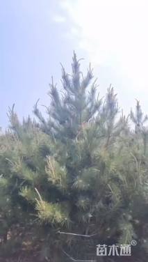 高度350厘米黑松